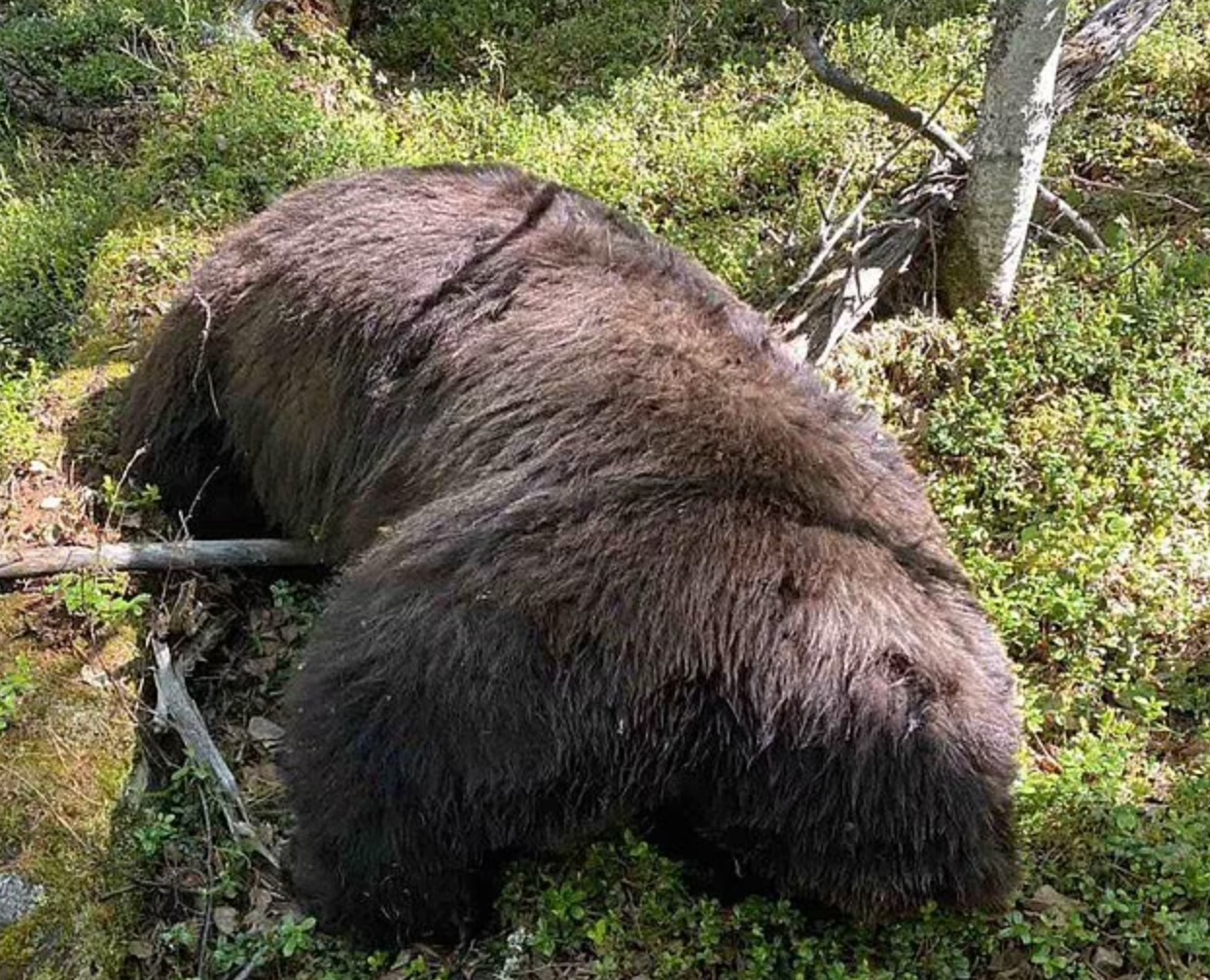 Russie un ours mortellement bless tue le chasseur qui lui avait